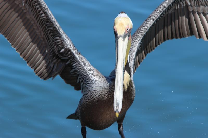 A glorious pelican, wings oustretched